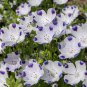 Limited Edition 1oz Five Spot Flower Seeds Nemophila maculata (Approx 4600 Seeds)
