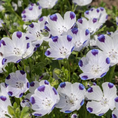 New Arrival 500 Five Spot Flower Seeds Nemophila maculata
