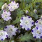 New Arrival 500 Five Spot Flower Seeds Nemophila maculata
