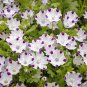 New Arrival 500 Five Spot Flower Seeds Nemophila maculata