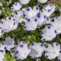 New Arrival 500 Five Spot Flower Seeds Nemophila maculata