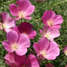 Top-Quality 500 California Poppy Flower Seeds Purple Gleam Eschscholzia Californica
