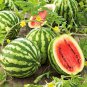 New Arrival 100 Crimson Sweet WATERMELON Seeds Heirloom - Non-GMO - Always Fresh Seeds!
