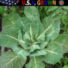 New Arrival 500 Georgia Southern COLLARD Seeds Heirloom - Non-GMO - Always Fresh Seeds!
