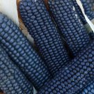 Exclusive 30 Rio Grande Blue Ornamental Corn Seeds | Hopi Azul Flint Indian Dent Seed