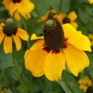 Premium 5000 Clasping Coneflower Flower Seeds Rudbeckia Dracopis Amplexicaulis