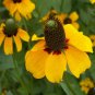 Premium 5000 Clasping Coneflower Flower Seeds Rudbeckia Dracopis Amplexicaulis