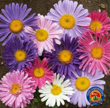 Top-Quality 500 Aster Single Flower Seeds Sensation Mix Callistephus chinensis