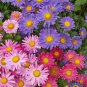 Top-Quality 500 Aster Single Flower Seeds Sensation Mix Callistephus chinensis