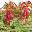 Premium 2000 Amaranth Seeds LOVE LIES BLEEDING Tassel Flower Callaloo RED