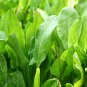 Top-Quality 500 Organic Sorrel Seeds Large Leaf Heirloom - Non-GMO - Always Fresh Seeds!