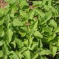 Premium 1oz Heirloom Lemon Balm Seeds Culinary Herb (Approx 47,000 Seeds)