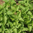 Exclusive 1000 Heirloom Lemon Balm Seeds Culinary Herb