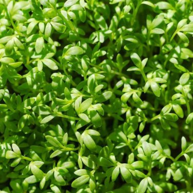 New Arrival 2000 Curled Cress Seeds, Peppergrass - Non-GMO - Always Fresh Seeds!