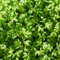 New Arrival 2000 Curled Cress Seeds, Peppergrass - Non-GMO - Always Fresh Seeds!