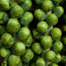 Limited Edition 1500 Brussel Sprouts - Catskill - Premium Non-GMO, Open Pollinated, US Grown
