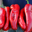Limited Edition 200 Red Marconi Pepper Seeds Sweet Giant Heirloom - Premium Non-GMO, Open Pollin