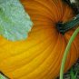 Exclusive 1oz Pumpkin Seeds - Connecticut Field - Organic Heirloom (Approx 170 Seeds)
