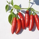 Limited Edition 250 Pepper Seeds - Hot - Serrano Tampiqueno - Heirloom - Premium Non-GMO