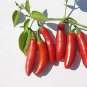 Limited Edition 250 Pepper Seeds - Hot - Serrano Tampiqueno - Heirloom - Premium Non-GMO