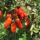 Best-Selling 100 San Marzano Organic Tomato Seeds - Determinate - Great For Canning Sauces
