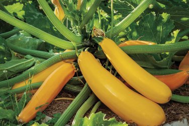 Limited Edition 50 Squash Seeds - Summer - Zucchini Golden Heirloom - Premium Non-GMO, OP