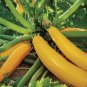 Limited Edition 50 Squash Seeds - Summer - Zucchini Golden Heirloom - Premium Non-GMO, OP