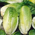 Top-Quality 2000 Lettuce Seeds - Romaine - Giant Caesar - NON-GMO - Always Fresh Seeds!