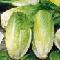 Top-Quality 2000 Lettuce Seeds - Romaine - Giant Caesar - NON-GMO - Always Fresh Seeds!