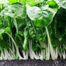 Exclusive 500 Fordhook Swiss Chard Seeds Heirloom - Non-GMO - Always Fresh Seeds!