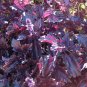 Exclusive 1oz Puple Ruffles Basil Seeds Garden Herb (Approx 21,000 Seeds)