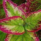 Exclusive 250 COLEUS RAINBOW MIX Flower Seeds