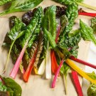 Best-Selling 1oz Rainbow Swiss Chard Seeds Heirloom (Treated Seed)