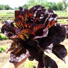 Top-Quality 2000 Lettuce Seeds - Red Romaine - NON-GMO - Always Fresh Seeds!