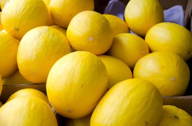 Exclusive 75 Melon Seeds - Canary Yellow - Premium Non-GMO, Open Pollinated, US Grown Seed