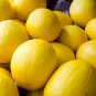 Exclusive 75 Melon Seeds - Canary Yellow - Premium Non-GMO, Open Pollinated, US Grown Seed