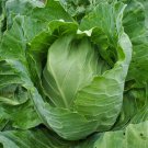 Exclusive 1000 Cabbage Seeds - Early Jersey Wakefield - Premium Non-GMO, OP, US Grown