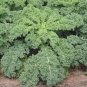 Premium 500 Kale Seeds - Dwarf Siberian - Premium Non-GMO, Open Pollinated, US Grown