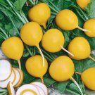 Premium 500 Radish Seeds - Golden Helios Heirloom - Premium Non-GMO, Open Pollinated