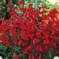Premium 250 EATON'S Penstemon Beardtongue Flower Seeds Firecracker Red Hummingbird