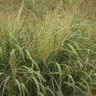 Top-Quality 1000 Switchgrass Switch Grass Seeds 