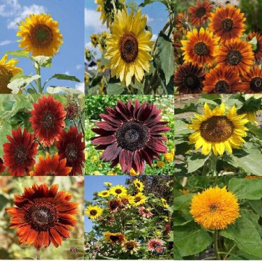 New Arrival 180 Sunflower Seeds - 9 different Varieties Earthwalker, Chocolate, mammoth MORE