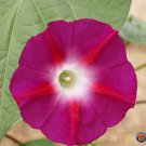 Best-Selling Morning Glory Scarlet O