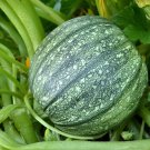 New Arrival 65 Zucchini Summer Squash Seeds Round Heirloom - Premium Non-GMO, OP