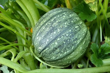 New Arrival 65 Zucchini Summer Squash Seeds Round Heirloom - Premium Non-GMO, OP