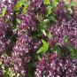 Exclusive 250 Holy Basil Seeds Garden Herb Ocimum tenuiflorum