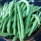 Premium 100 Provider Green Bush Bean Seeds Heirloom - Non-GMO - Always Fresh Seeds!