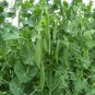 New Arrival 75 Green Arrow Garden Pea Seeds Heirloom - Non-GMO - Always Fresh Seeds!