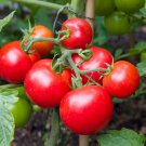 Top-Quality 250 Moneymaker Heirloom Tomato Seeds - Non-GMO - Always Fresh Seeds!
