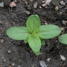 Limited Edition 1oz Zinnia Luminosa Flower Seeds Zinnia Elegans (Approx 4200 Seeds)